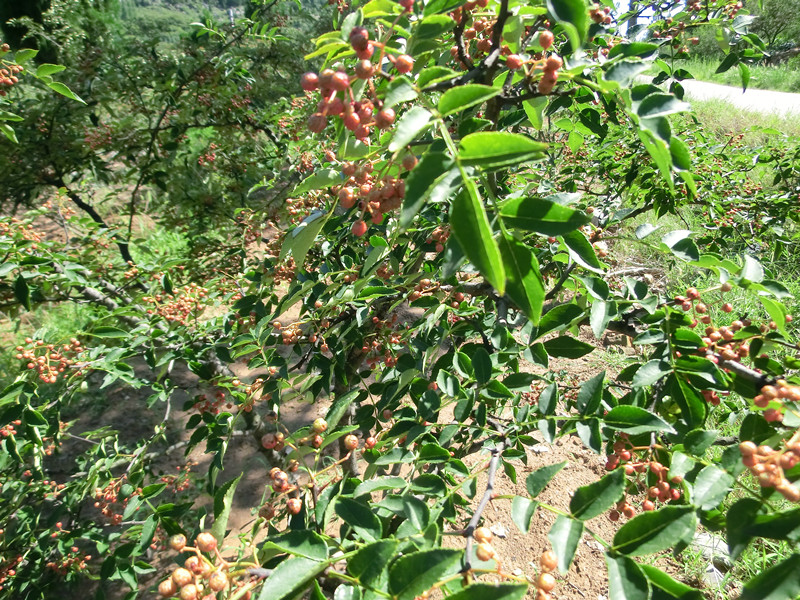 Natural Organic Sichuan Pepper Supply to the World