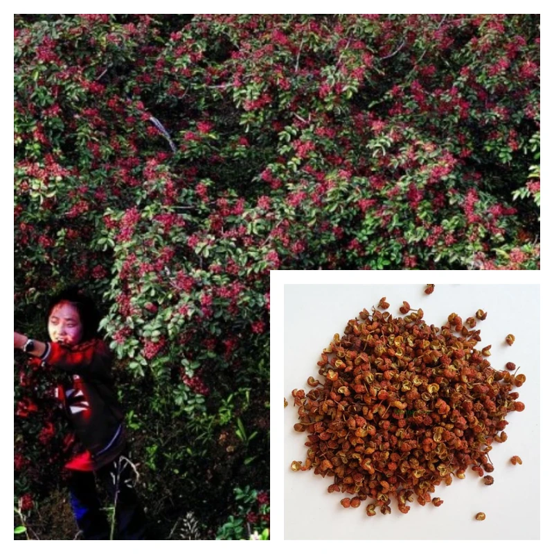 Best Sichuan Peppercorns