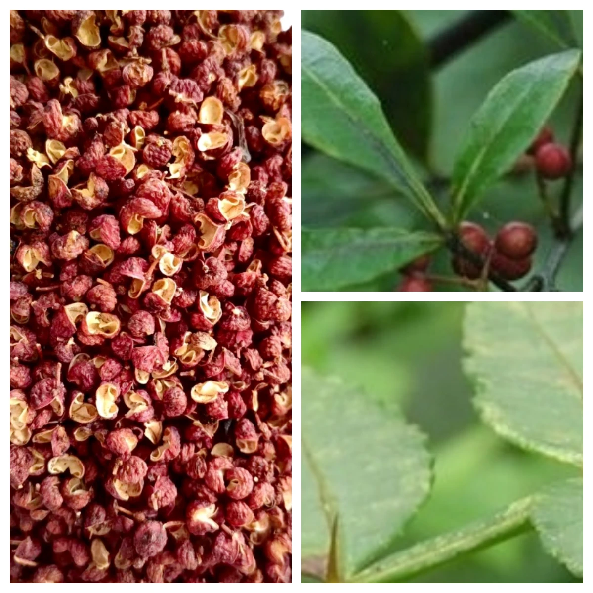 Oilleaf-Zanthoxylum-VS-Hairleaf-Zanthoxylum.webp