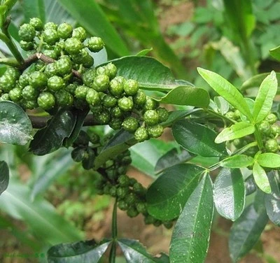 sichuan-peppercorns-plant.webp