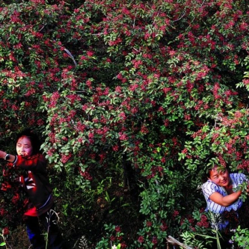 Growing Chinese Sichuan Red Peppercorn